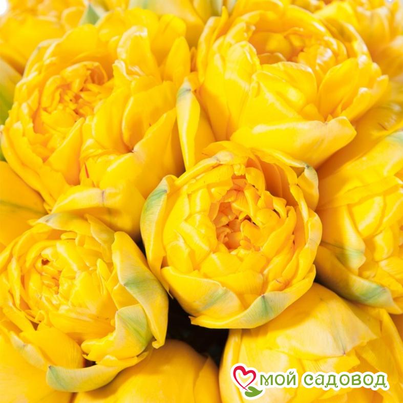 Тюльпан Еллоу Бейби