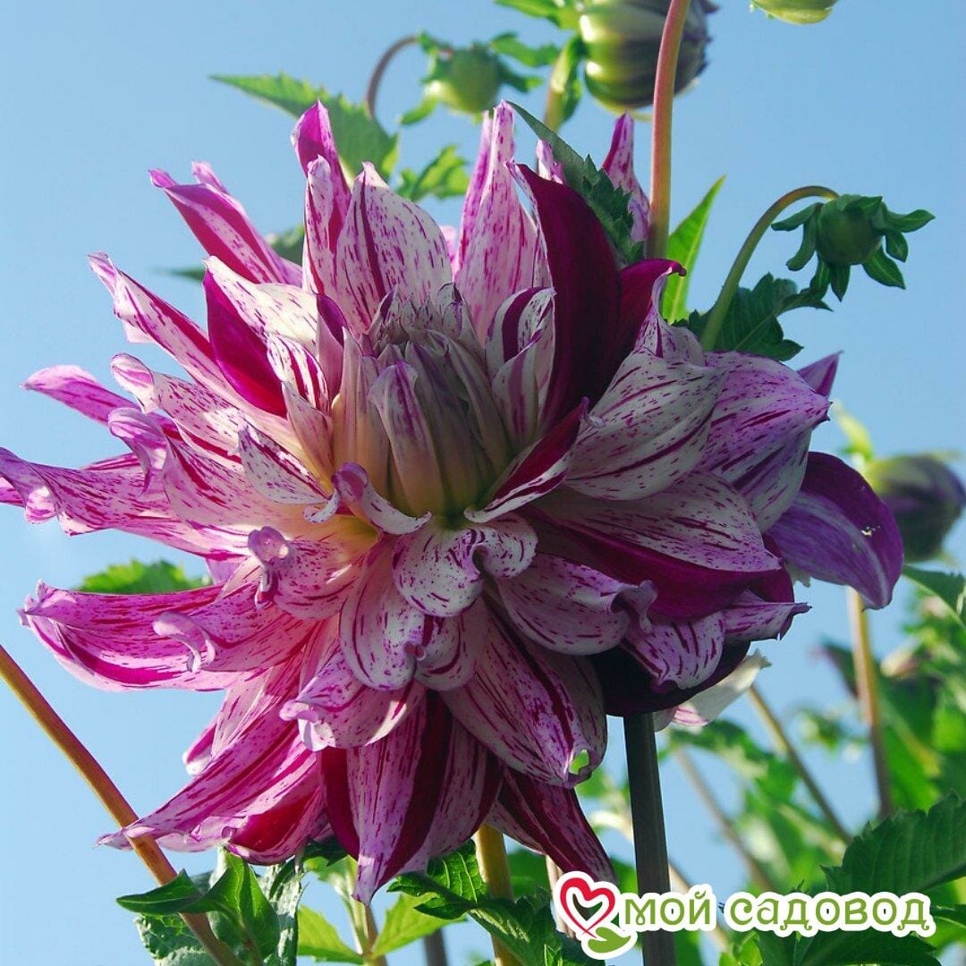 Георгина Бристол Страйп